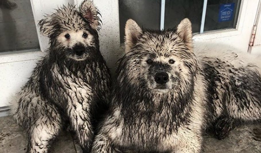 Samoyed Bathing Grooming Guidelines