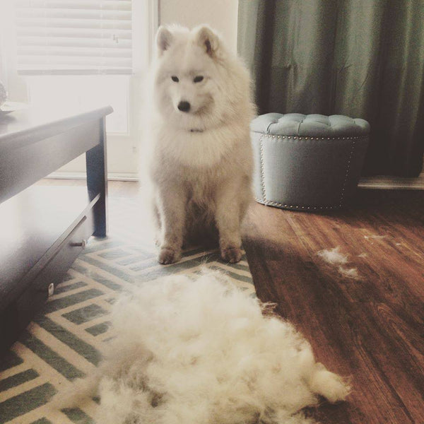 Grooming of the Samoyed Dog