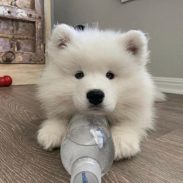 Personality and Behavioral Traits of the Samoyed Dog