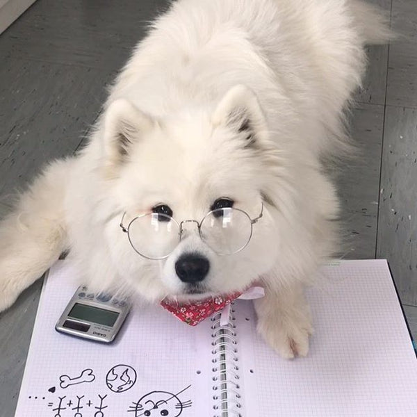 The Health of the Samoyed Dog