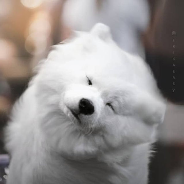 Bringing Samoyed Puppy Home