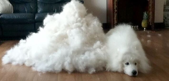 Samoyed Brushing How To Guide