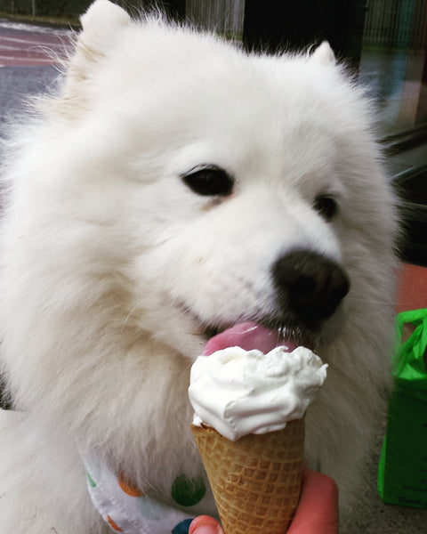 Feeding and Diet of the Samoyed Dog