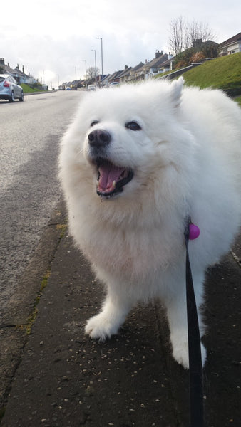 Samoyed Training Tips