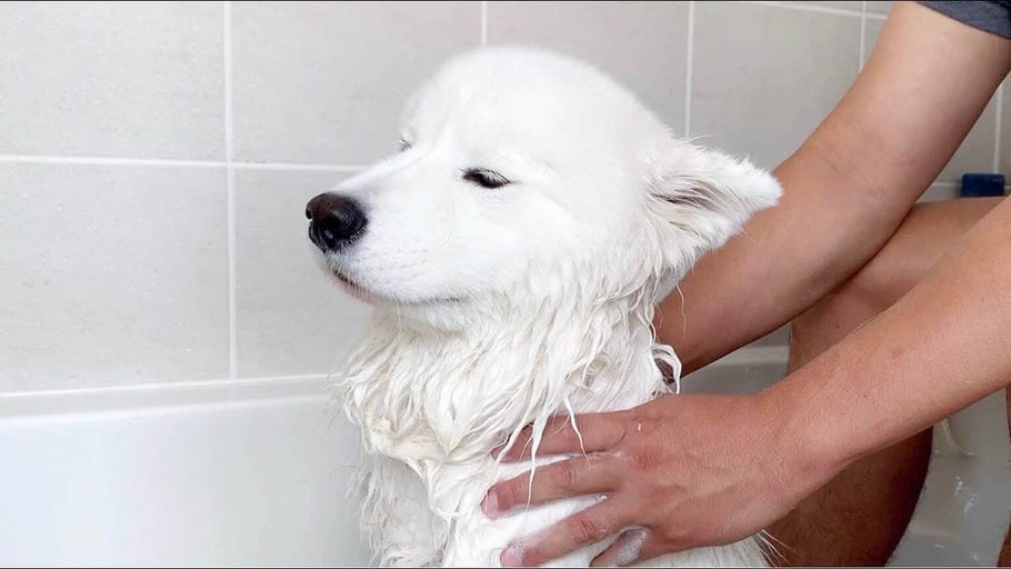 Samoyed Bathing Guidelines