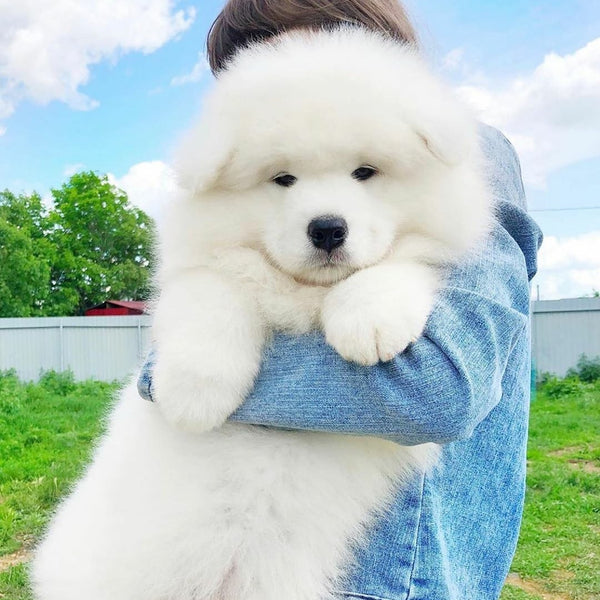 5 Interesting Facts You Did Not Know About the Samoyed