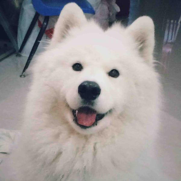 Seven Basic Training Steps for the Samoyed