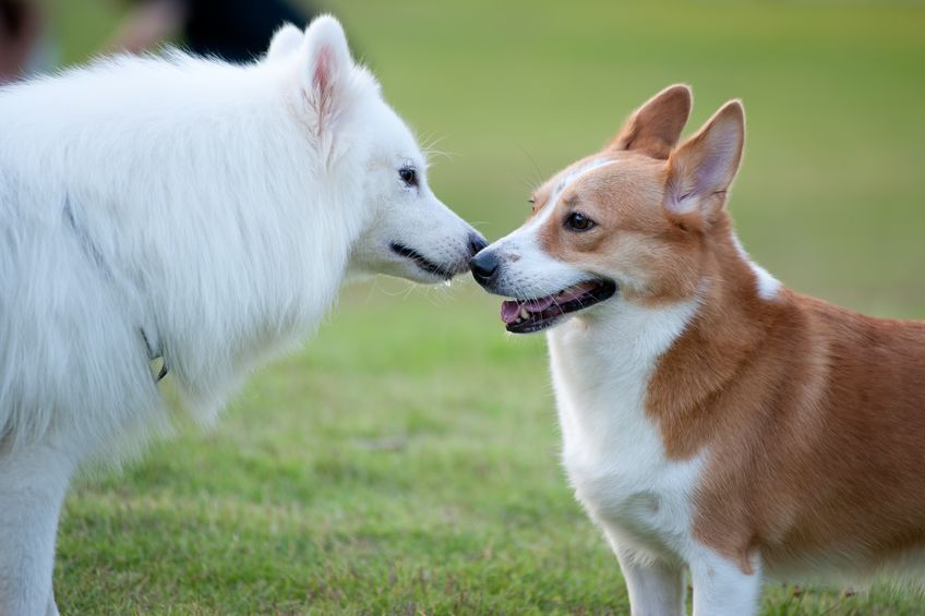 Socializing Your Samoyed To Get Along With The World