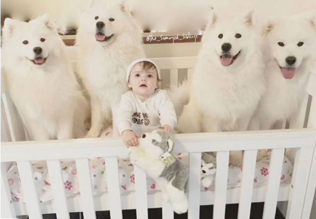 Samoyed Behavior Towards Children and other Animals