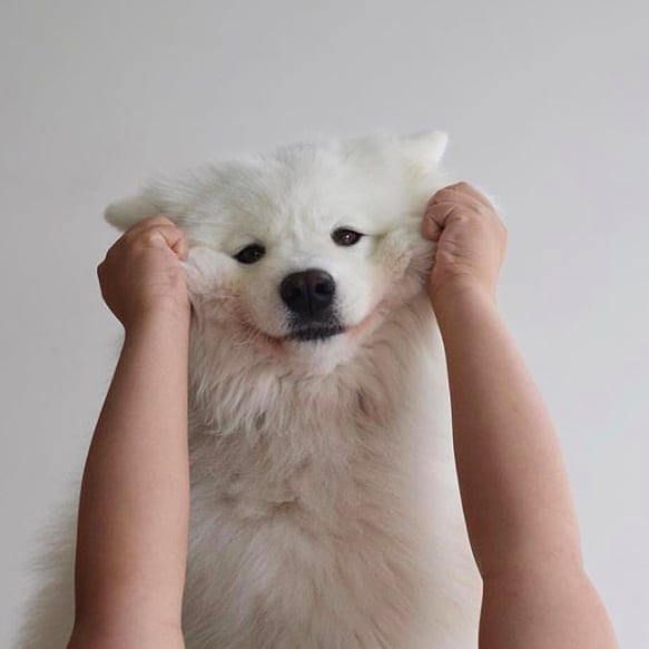 Finding a Samoyed Breeder