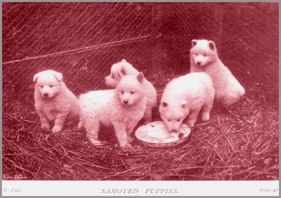 A Brief History - The Origins of the Samoyed Dog Breed