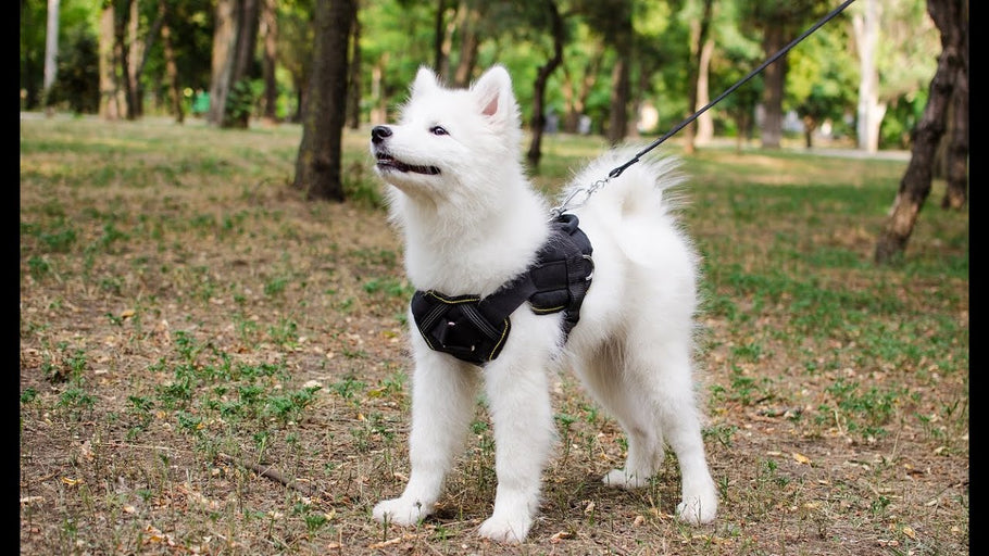 Dog Tricks Samoyed Can Learn