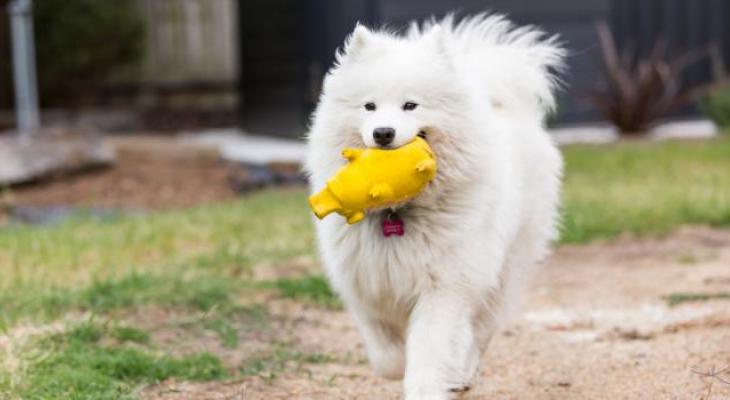 Samoyed Exercising Needs