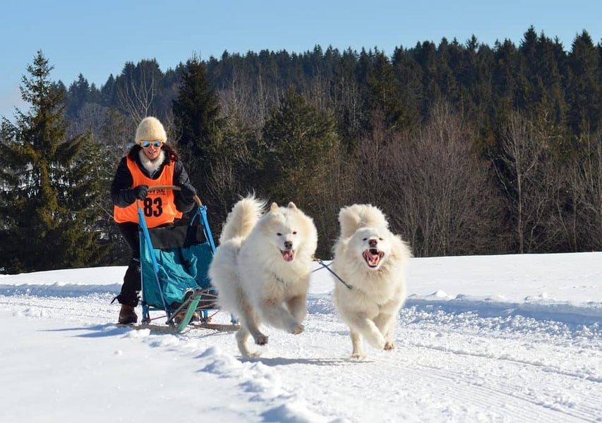 Pros and Cons of Owning a Samoyed