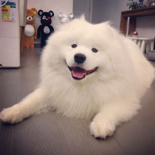 List of Potential Samoyed Diseases