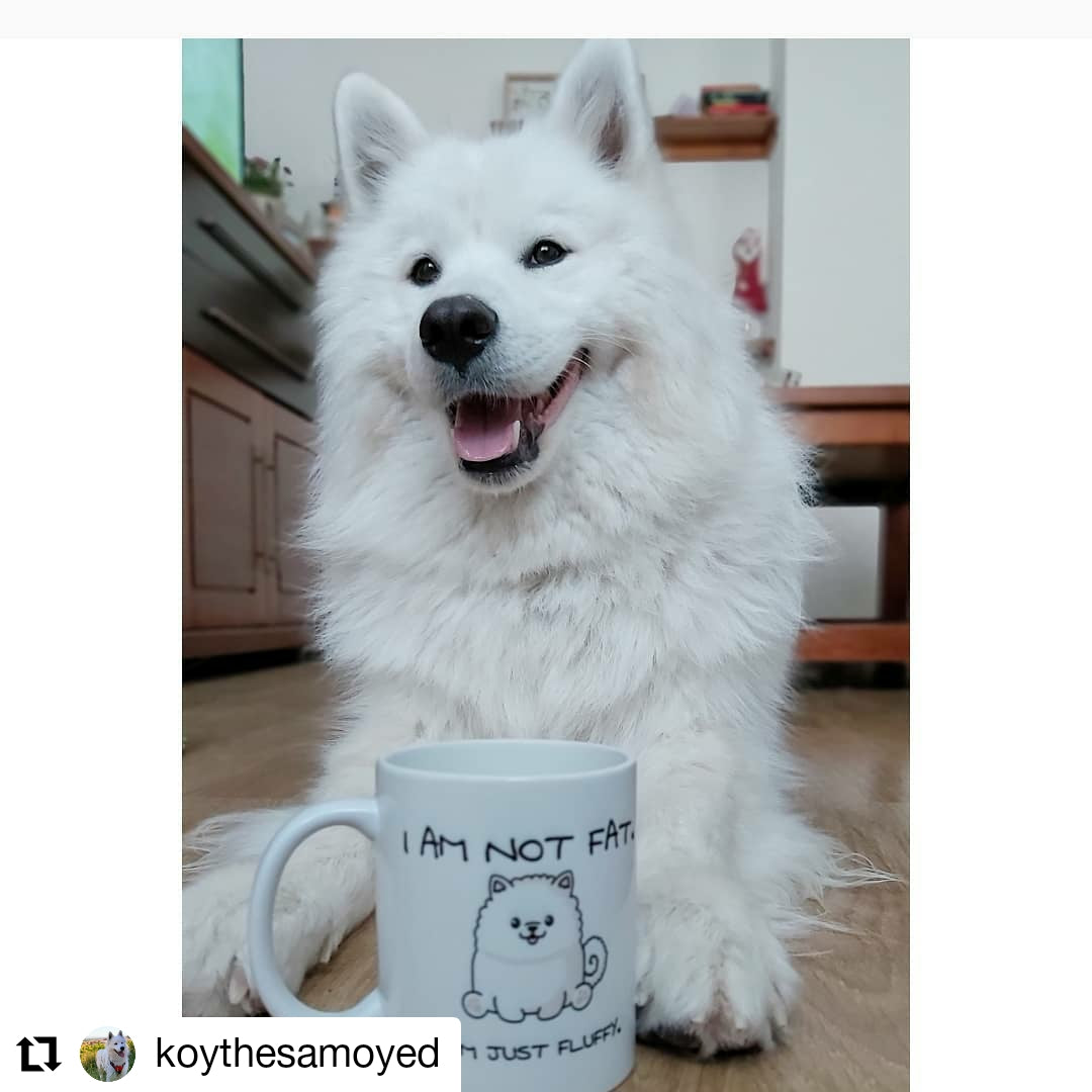 I am not fat. I am just fluffy. Samoyed Mug – samoyedforever